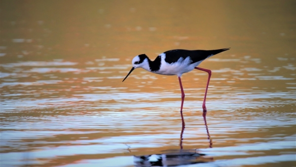 18 expositores y cuatro días de charlas, así será el seminario de Biodiversidad en la Universidad Mayor